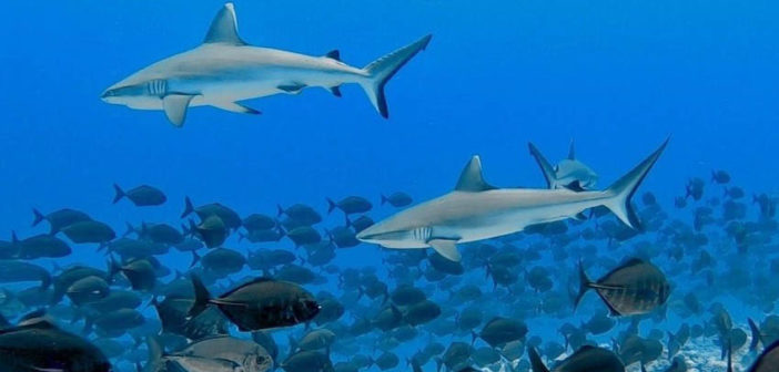 PADI Sharks