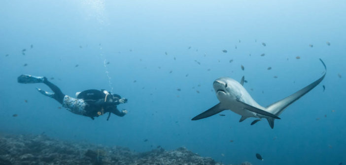 A diver swims with a thresher shark at Monad Shoal