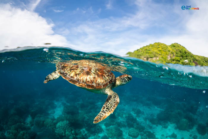 A sea turtle swims close to the surface of the shore near Apo Island