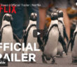 Netflix Penguins