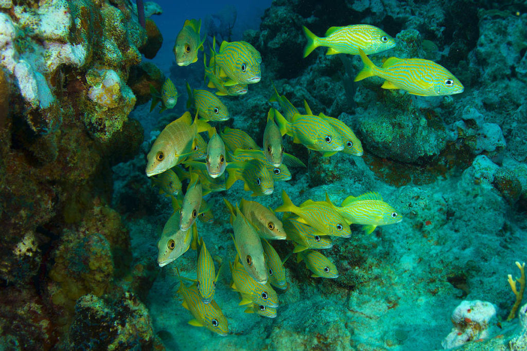 Diving South Caicos