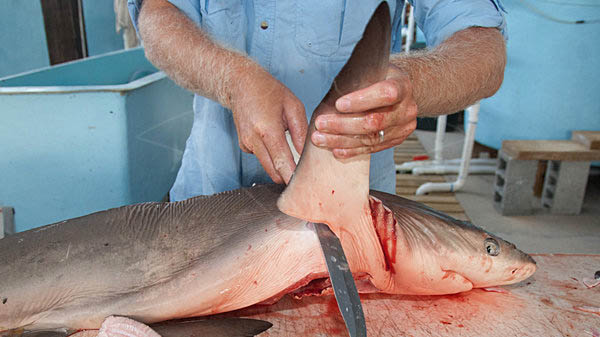 Ban Shark Fin Sales In Florida